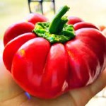 Pimento Bell Pepper Specifications and How to Buy in Bulk