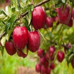 apples  Price List Wholesale and Economical
