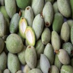 Green Almond with Complete Explanations and Familiarization