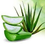 Aloevera Specifications and How to Buy in Bulk