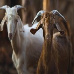 Price and Purchase of Goat Leather with Complete Specifications