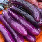 Long Purple Aubergine with Complete Explanations and Familiarization