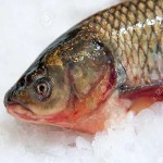 Carp fish Specifications and How to Buy in Bulk