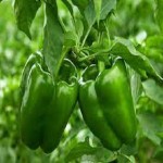 Green Bell Pepper with Complete Explanations and Familiarization