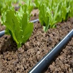 Irrigation Drip Tape Specifications and How to Buy in Bulk