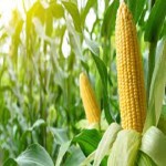 corn Price List Wholesale and Economical