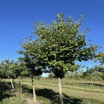 The Price of Bulk Purchase of Ginkgo Leaf Cheap and Reasonable
