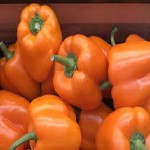 Orange Bell Pepper Specifications and How to Buy in Bulk
