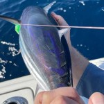 Learning to Buy an Skipjack Tuna  from Beginning to End