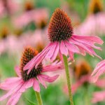 Bulk Purchase of Echinacea with the Best Conditions