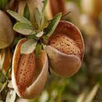 Bulk Purchase of almond with the Best Conditions