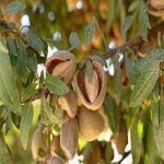 Bulk Purchase of california almonds with the Best Conditions