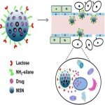 Stable mesoporous silica nanoparticles with unique features