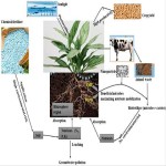 Bio Fertilizers Manufacturers and Suppliers in India