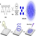 Fluorescent silica nanoparticles a new class of engineered optical probes