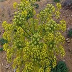 ferula assa-foetida seeds with Complete Explanations and Familiarization