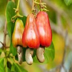 cashews Price List Wholesale and Economical