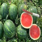 green striped seedless watermelon with Complete Explanations and Familiarization