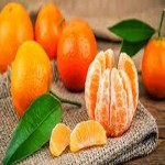 tangerines Price List Wholesale and Economical