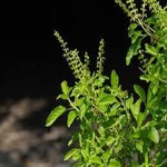 tulsi with Complete Explanations and Familiarization