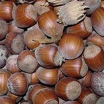 Jefferson hazelnut with Complete Explanations and Familiarization