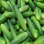 Bulk Purchase of Cucumbers with the Best Conditions