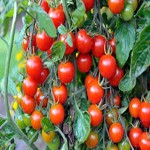 Cherry Tomatoes with Complete Explanations and Familiarization