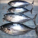 Learning to Buy Little Tunny Tuna from Beginning to End