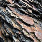 Learning to Buy an shale from Beginning to End