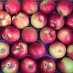 McIntosh red with Complete Explanations and Familiarization