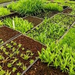 NPK organic fertilizers Specifications and How to Buy in Bulk