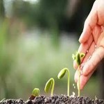 Agricultural Nano Fertilizers Specifications and How to Buy in Bulk