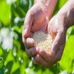 Learning to Buy Controlled-release Fertiliser from Beginning to End