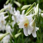 Lily with Complete Explanations and Familiarization