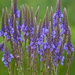 Vervain Buying Guide with Special Conditions and Exceptional Price