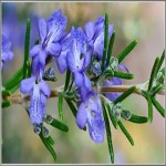 Rosemary Price List Wholesale and Economical