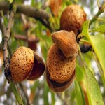 Price and Purchase of Sweet Almond with Complete Specifications