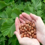 Learning to Buy Beaked Hazelnut from Beginning to End