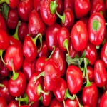 Price and Purchase of Cherry Pepper with Complete Specifications