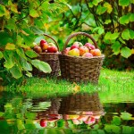 An Apple Keeps the Doctor Away And Purchase in Bulk Quantity