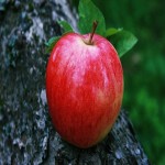 The Vitamins are in Apple and Buy with Competitive Price