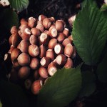 The Price of Bulk Purchase of hall's giant hazelnut is Cheap and Reasonable