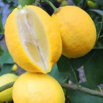 Lisbon lemon Price List Wholesale and Economical