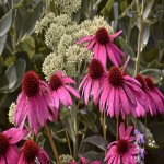 The Price of Bulk Purchase of echinacea is Cheap and Reasonable