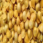 Bulk Purchase of Snow Mountain Garlic with the Best Conditions