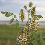 Glycyrrhiza lepidota Buying Guide with Special Conditions and Exceptional Price