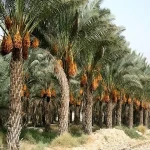 Introducing Best barhi dates  + The Best Purchase Price