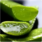 organic aloe vera leaf price list wholesale and economical