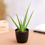 The price of bulk purchase of organic aloe vera plant is cheap and reasonable