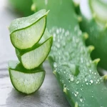 natural aloe vera leaf with complete explanations and familiarization